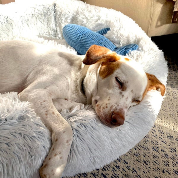 Tall Tails Cuddle Donut Pet Bed Frosted For Cheap