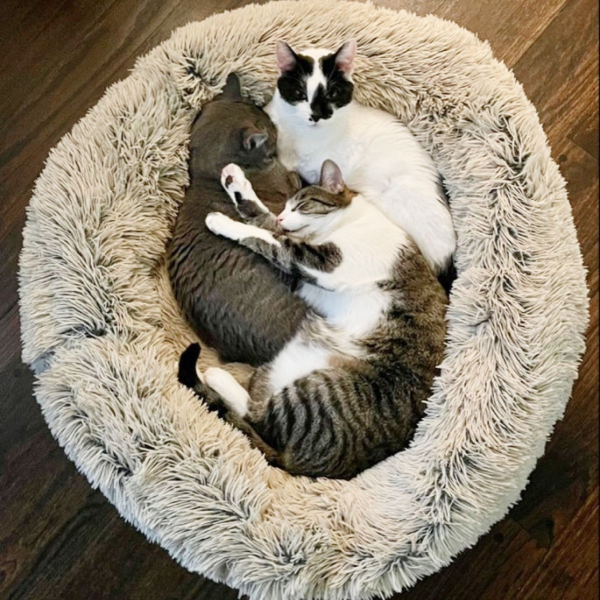 Tall Tails Cuddle Donut Pet Bed Frosted For Cheap